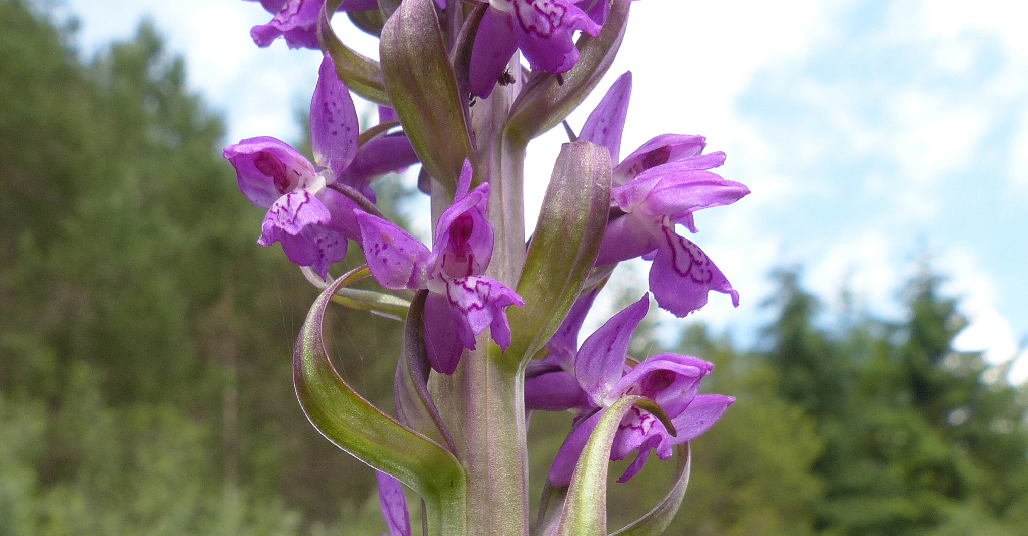 Fleischfarbene Fingerwurz