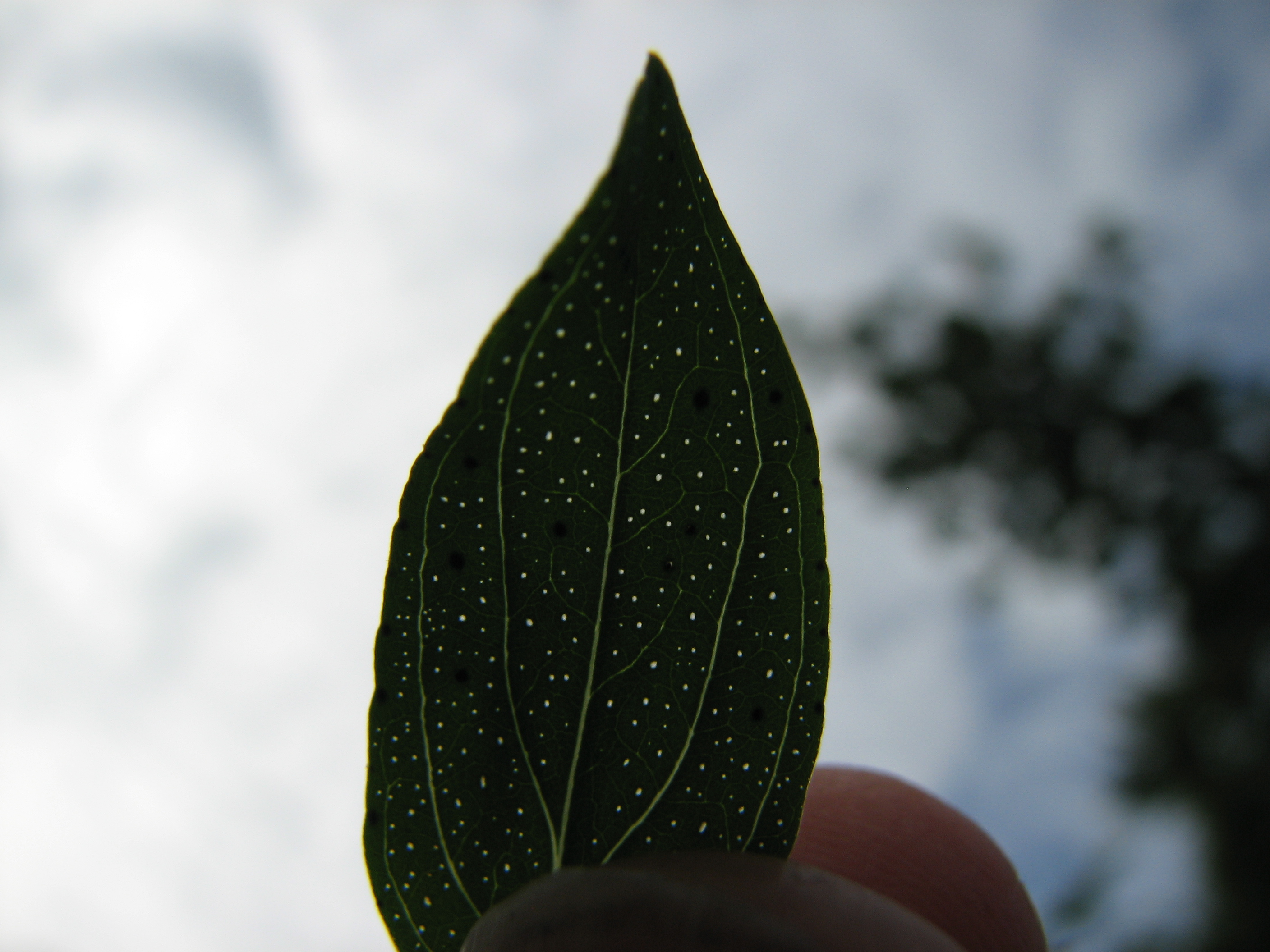 Echtes Johanniskraut