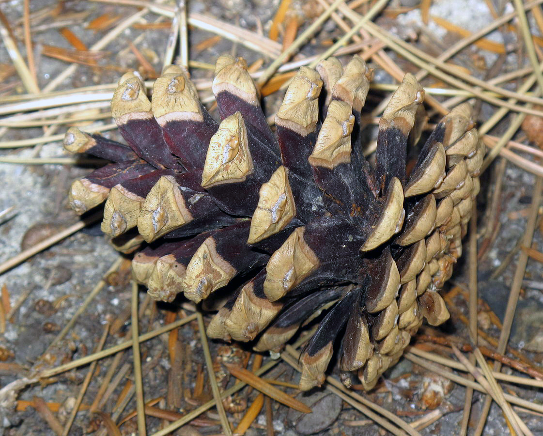 Österreichische Schwarzkiefer
