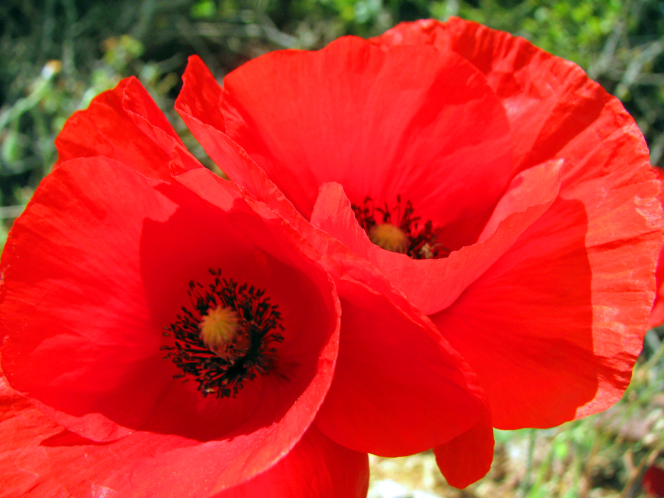 Klatschmohn