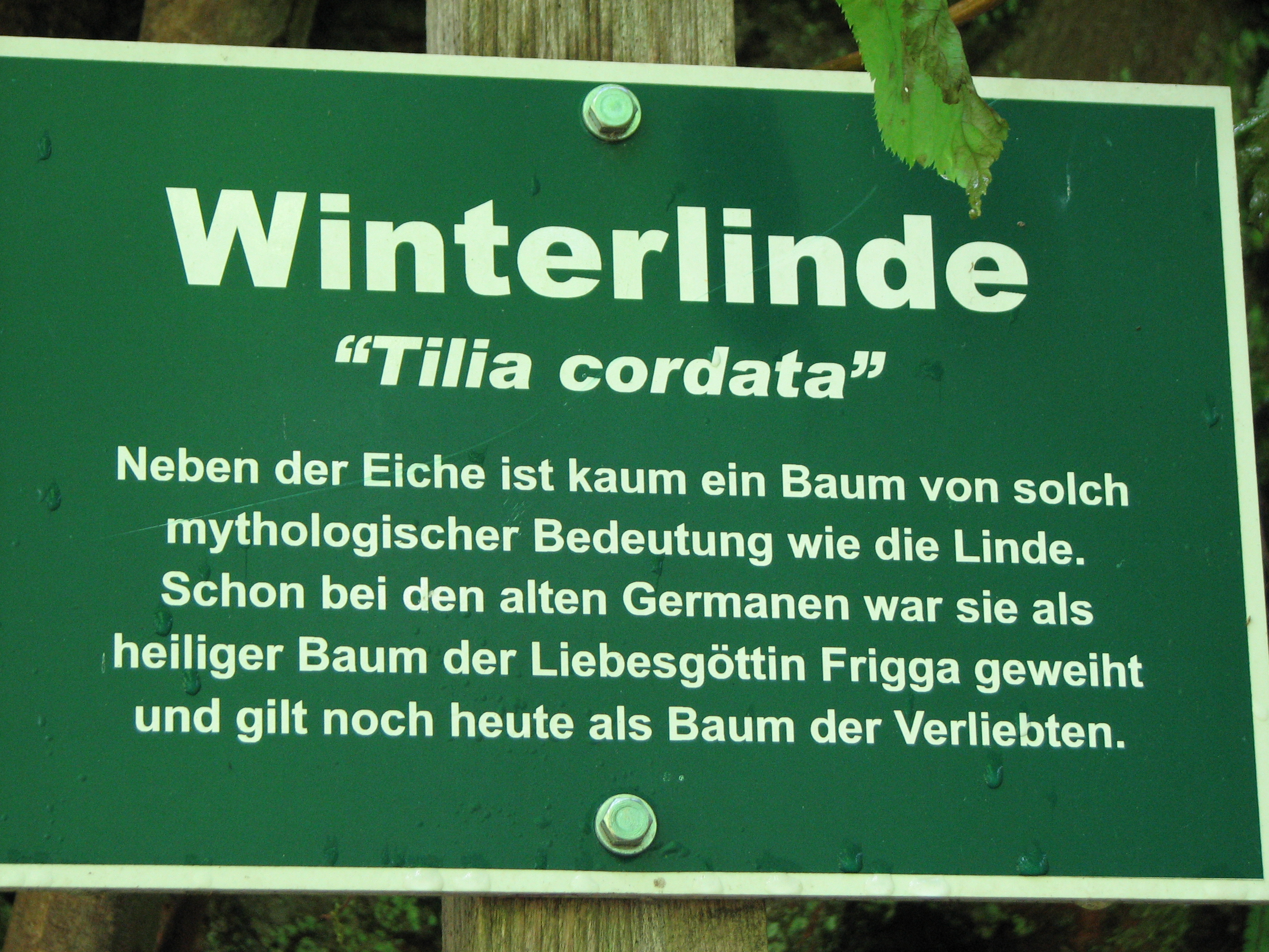 Winterlinde