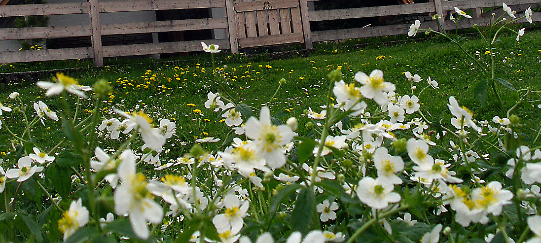Eisenhutblättriger Hahnenfuß