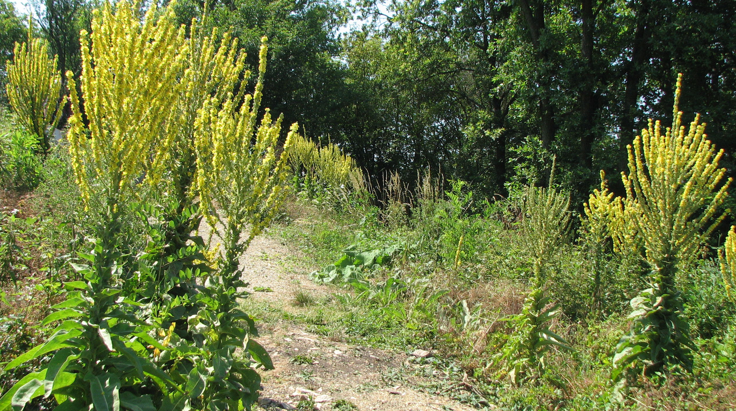 Mehlige Königskerze