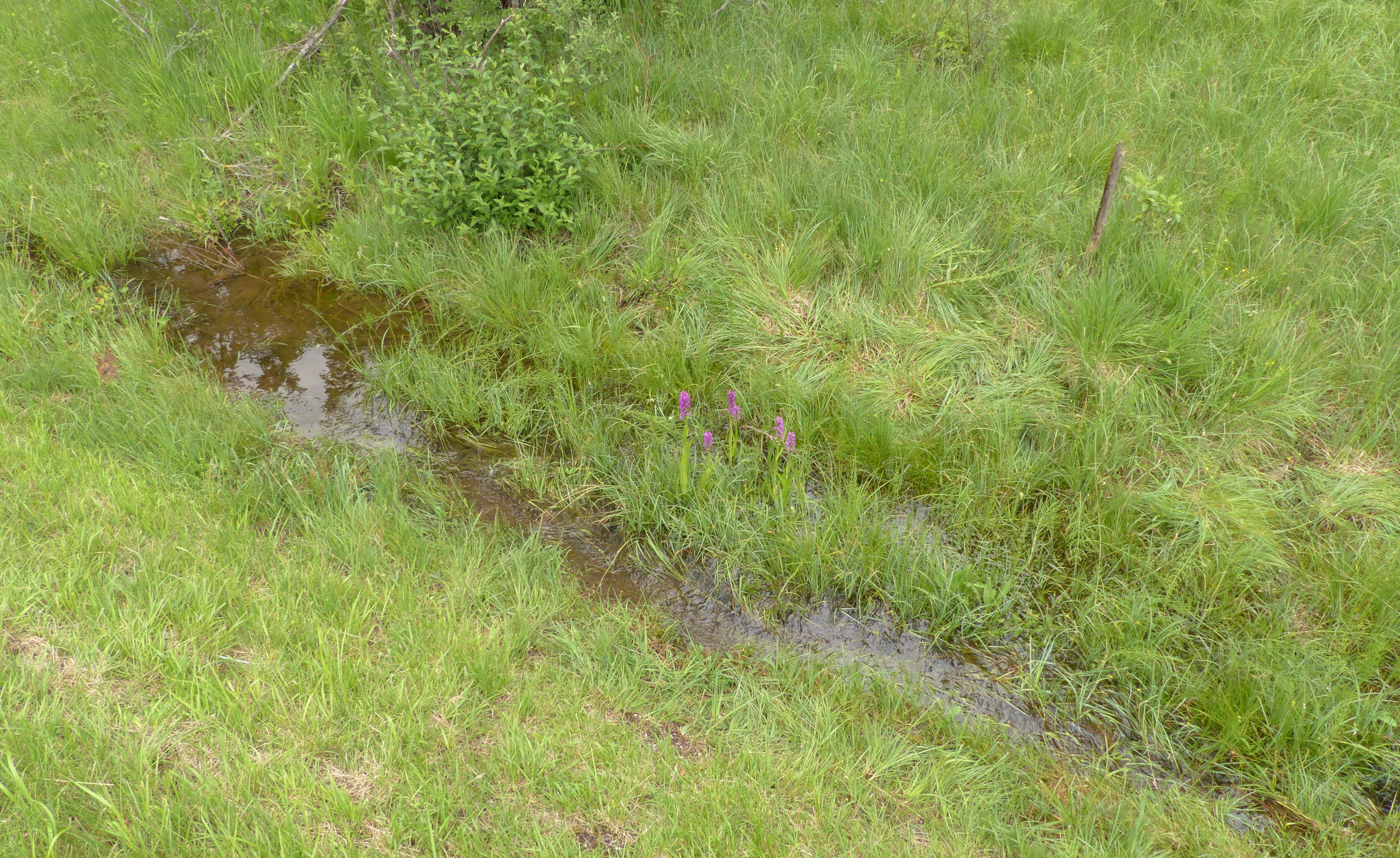 Fleischfarbene Fingerwurz