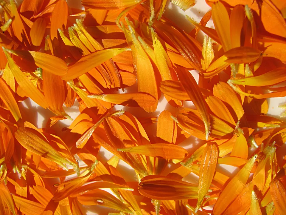 Ringelblumen-Blütentee