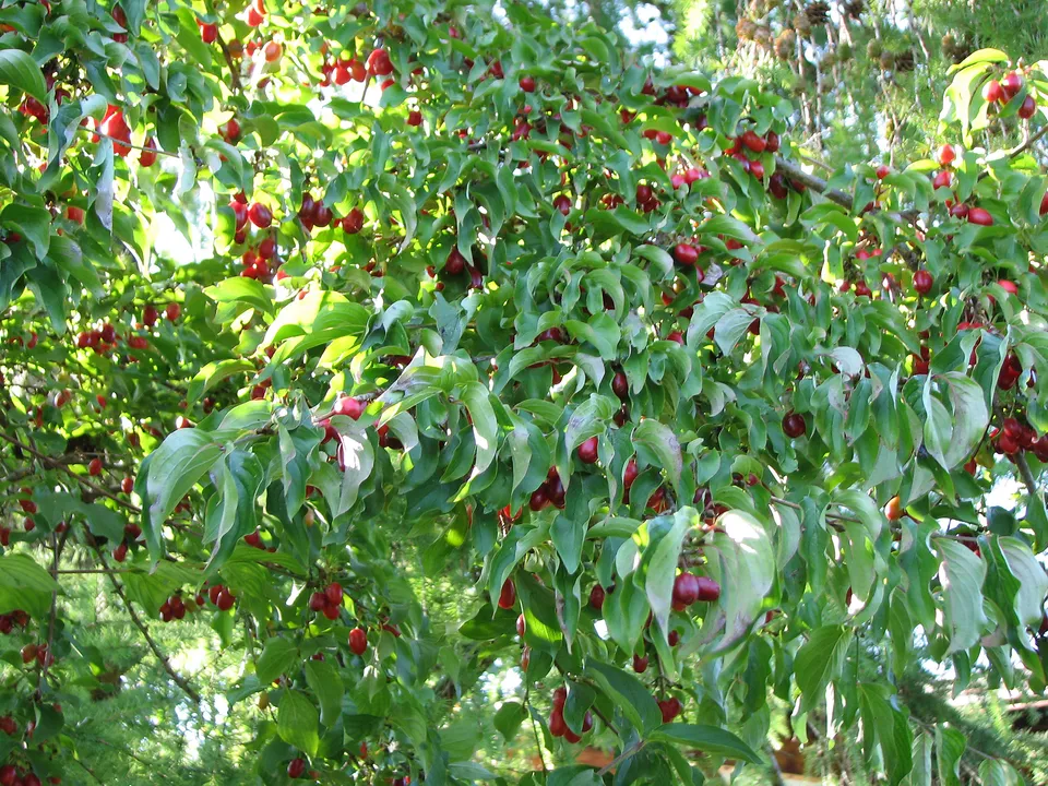 Eine Wildfruchthecke anlegen