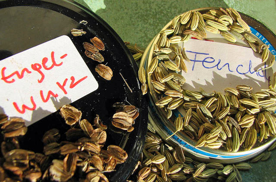 Gewürzfenchel
