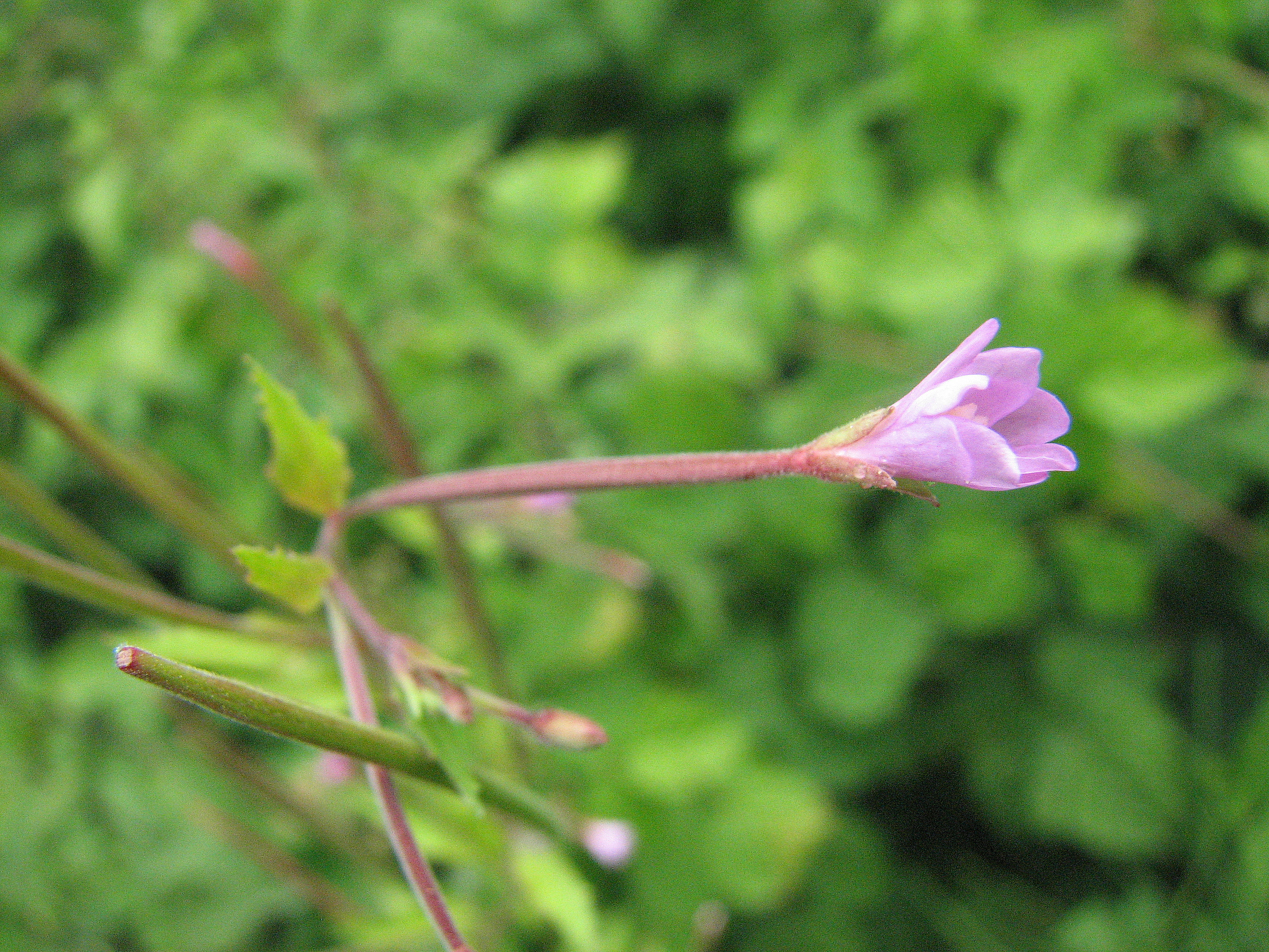 Kleinblütiges Weidenröschen