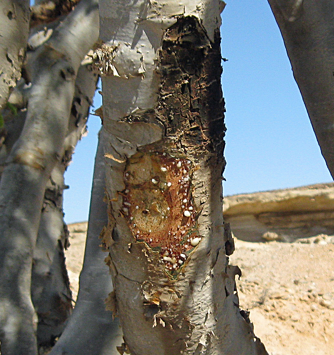 Weihrauchbäume und Weihrauch