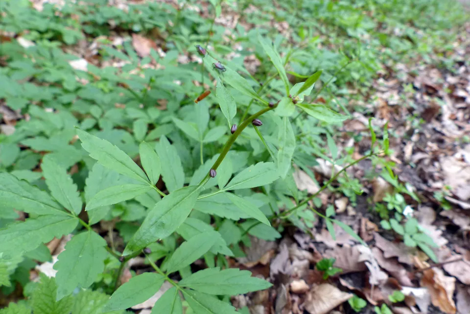 Zwiebeltragende Zahnwurz
