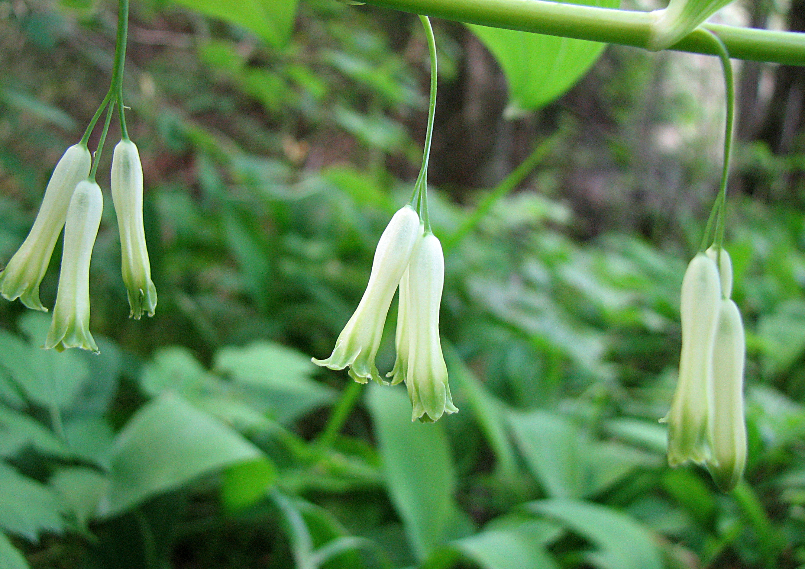 Vielblütige Weißwurz