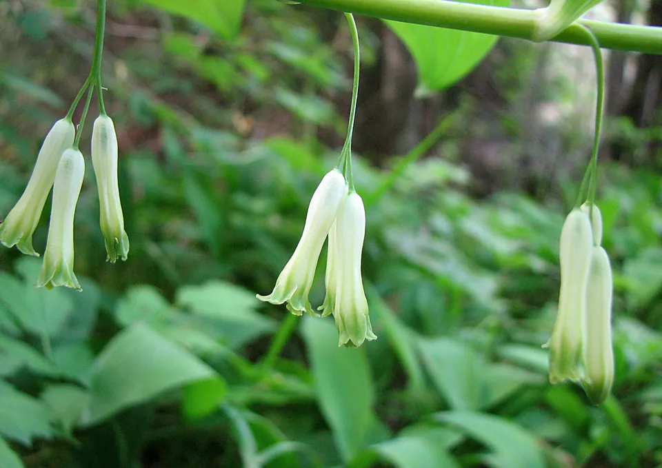 Vielblütige Weißwurz