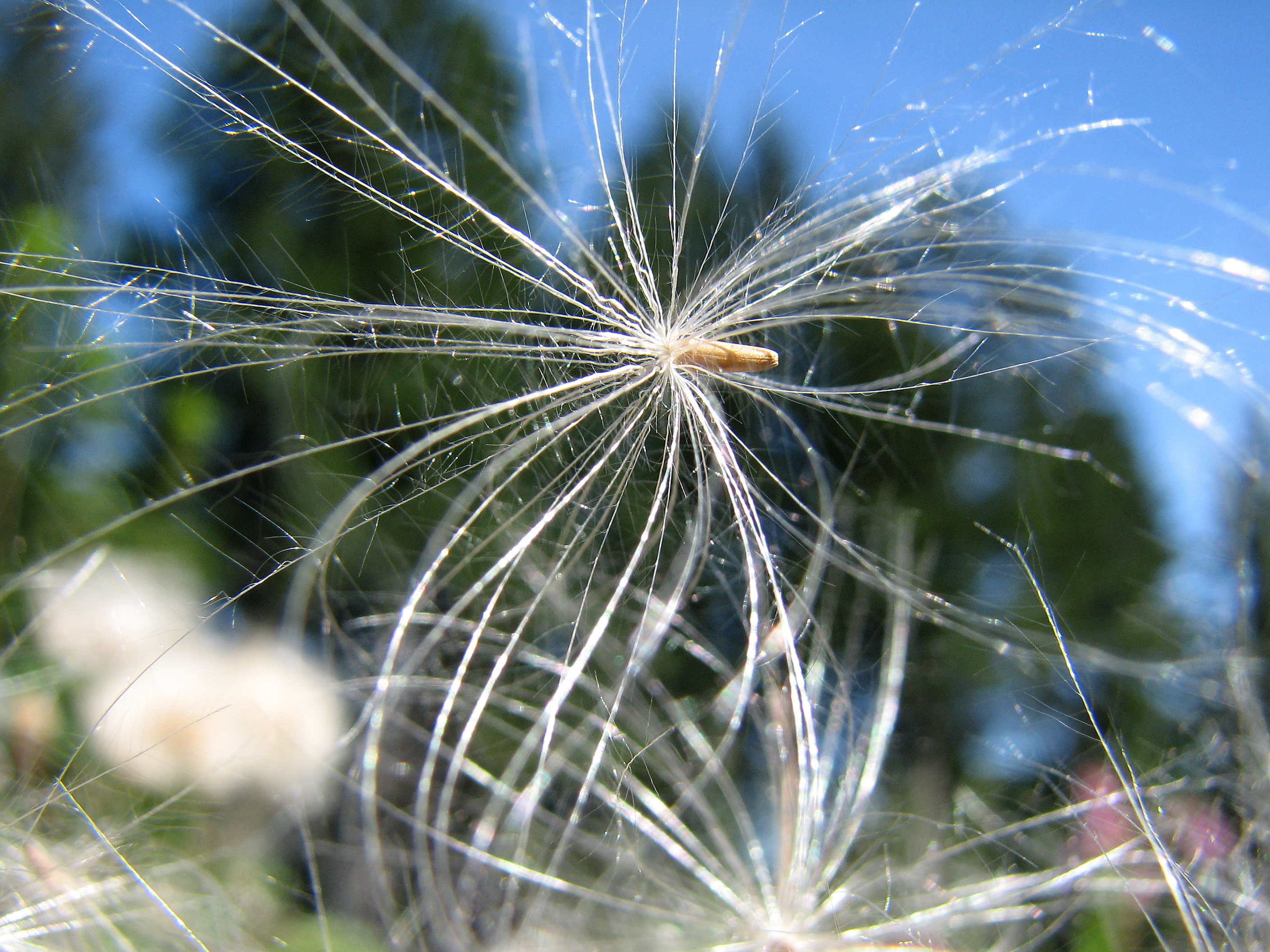 Ackerkratzdistel