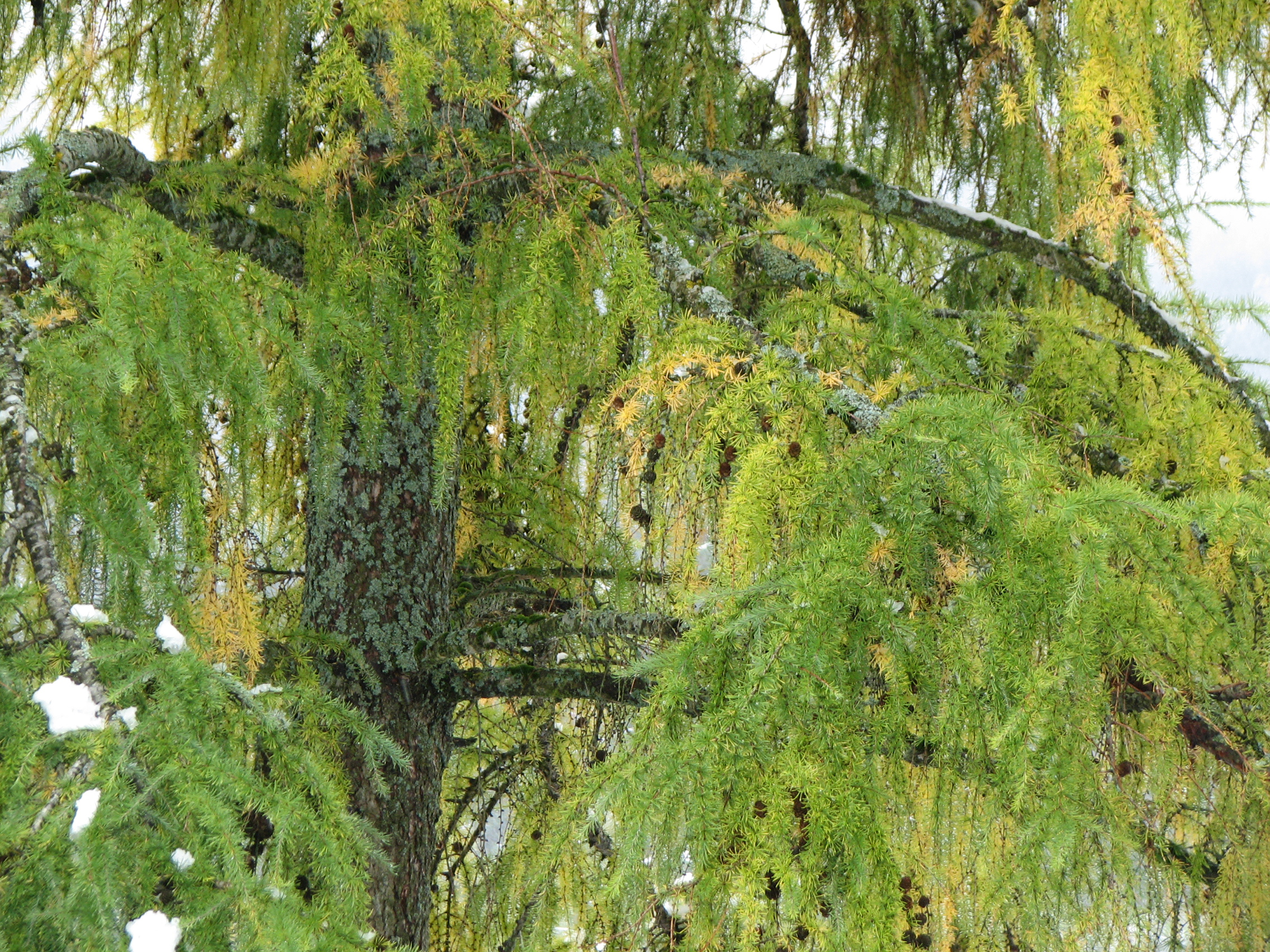 Europäische Lärche