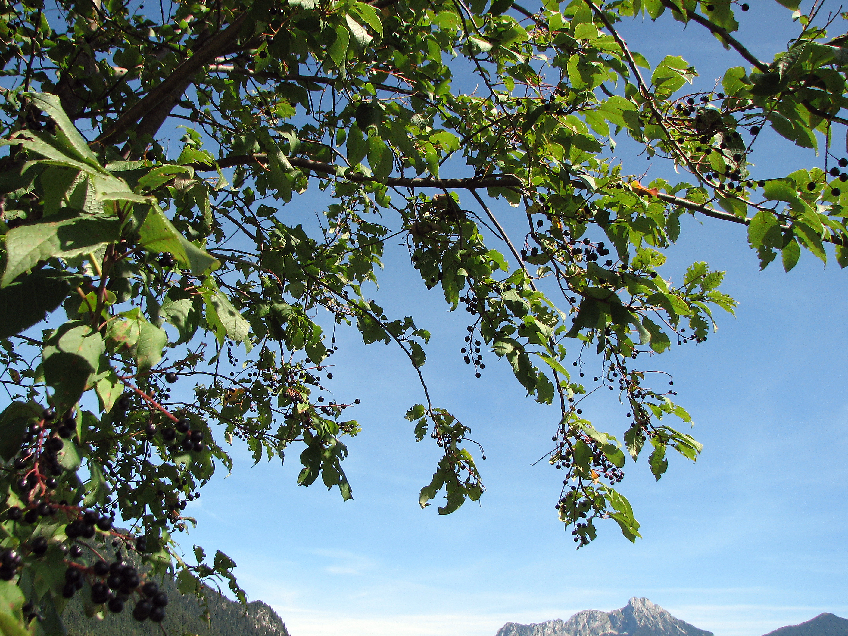 Gewöhnliche Traubenkirsche