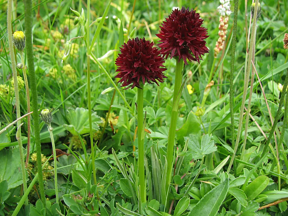 Gewöhnliches Kohlröschen