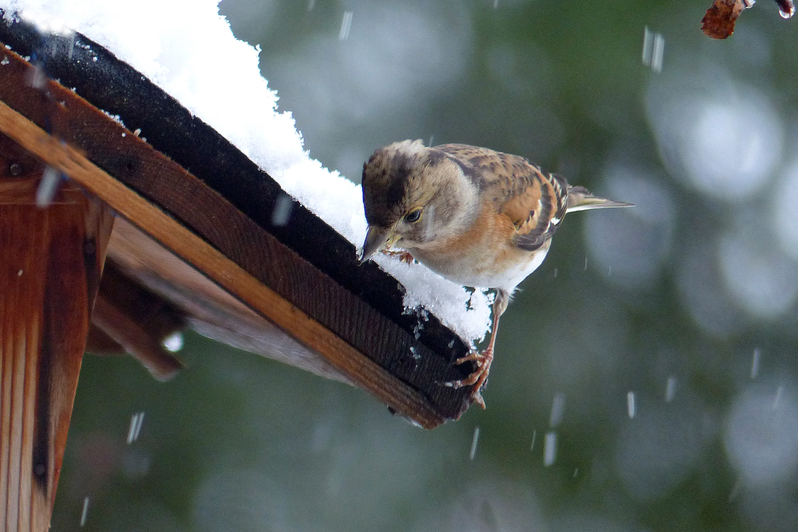 Vogelfutter selber machen