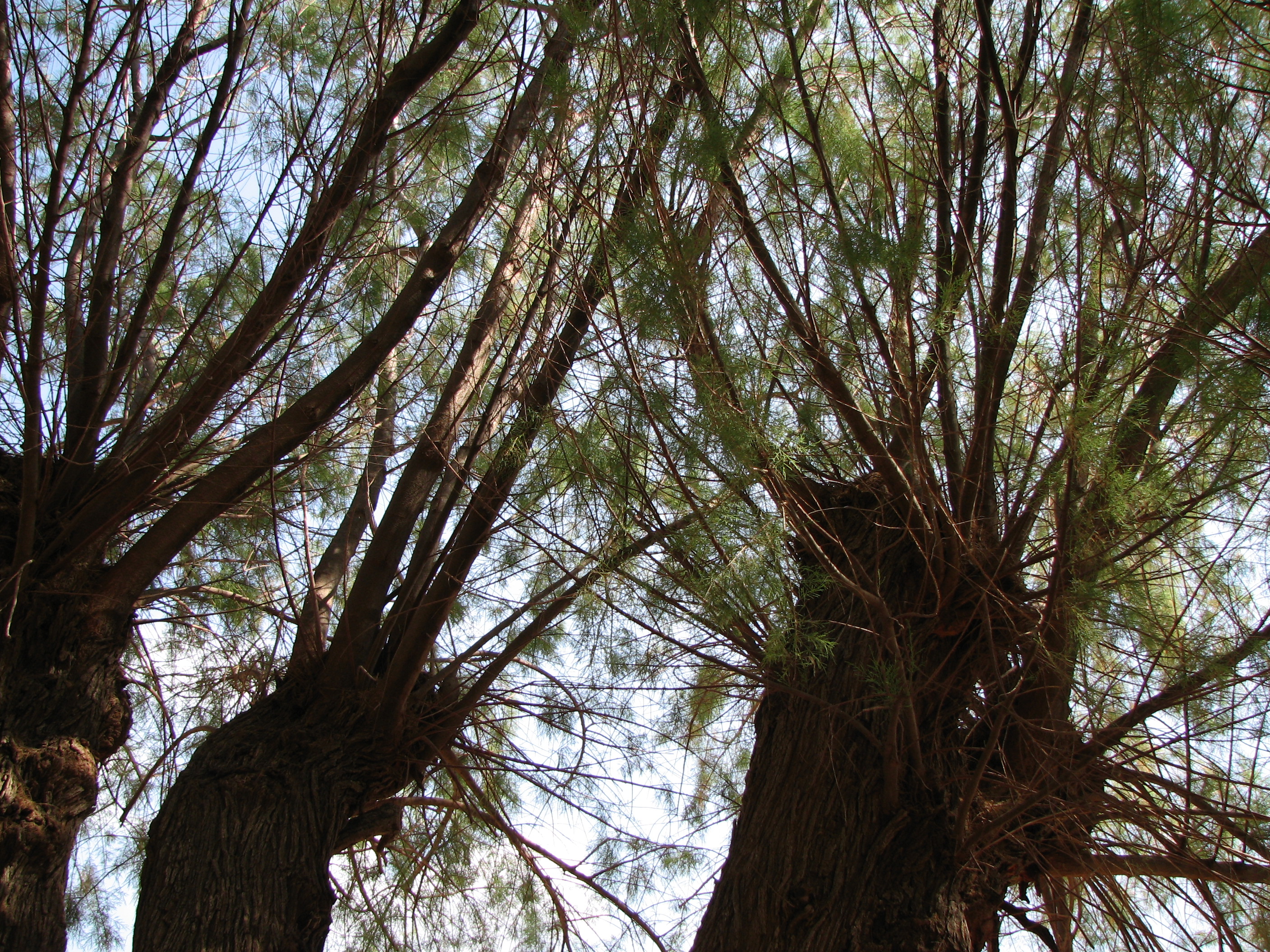 Kleinblütige Tamariske