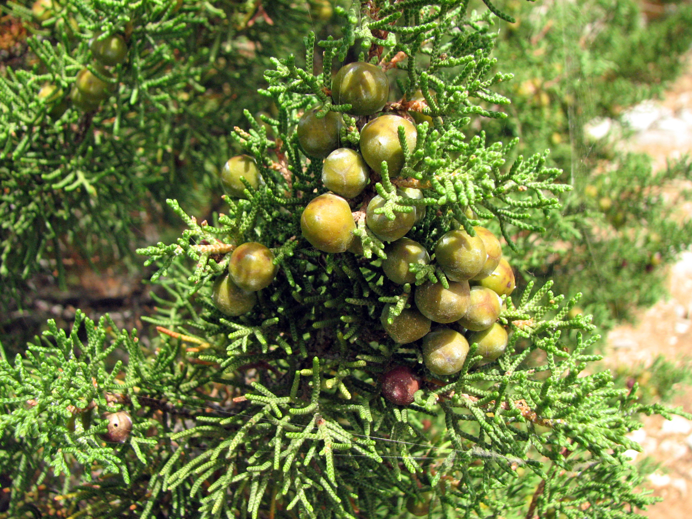 Phönizischer Wacholder