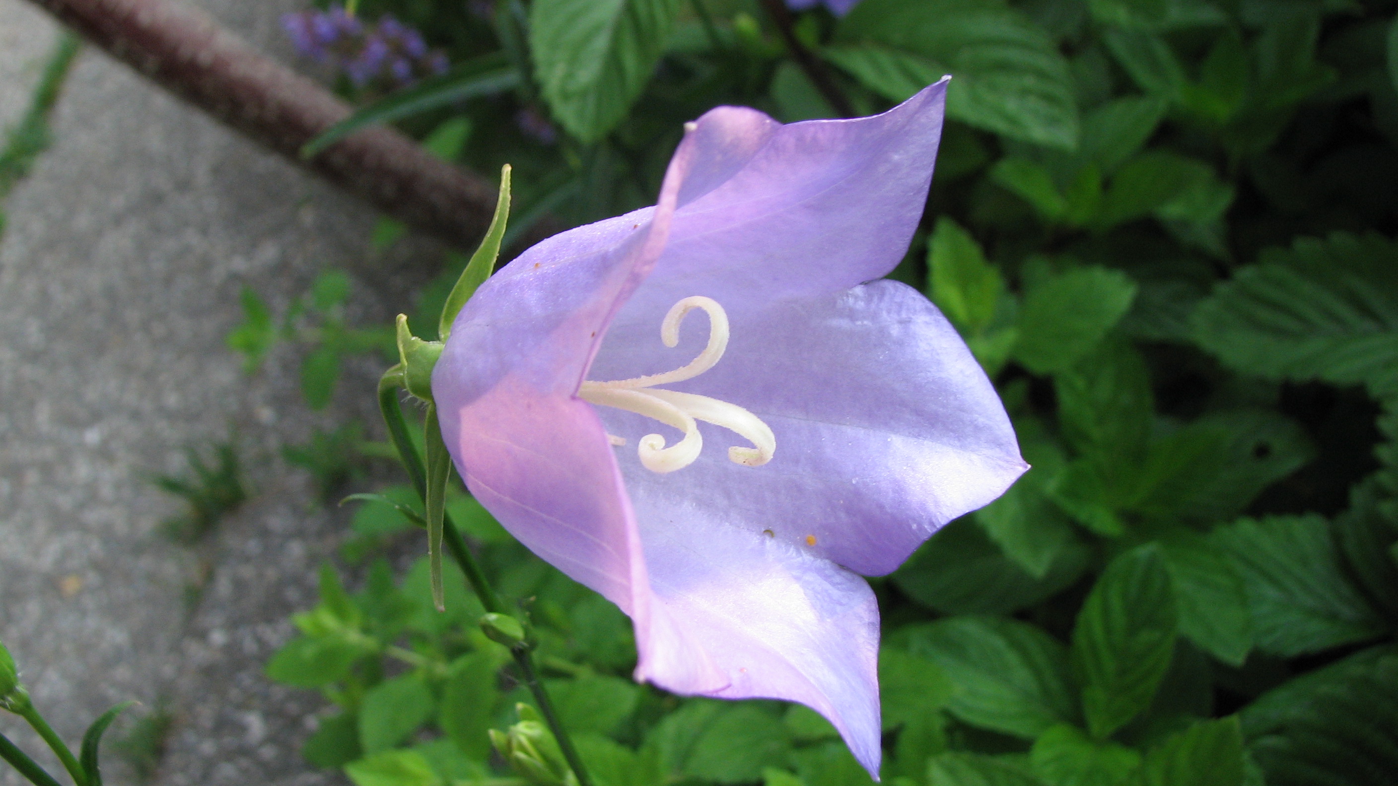 Pfirsichblättrige Glockenblume