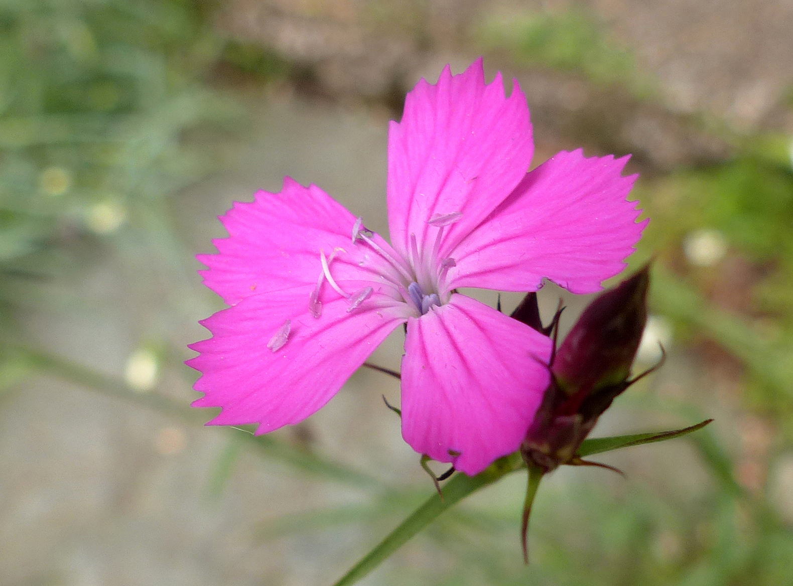 Gewöhnliche Kartäusernelke