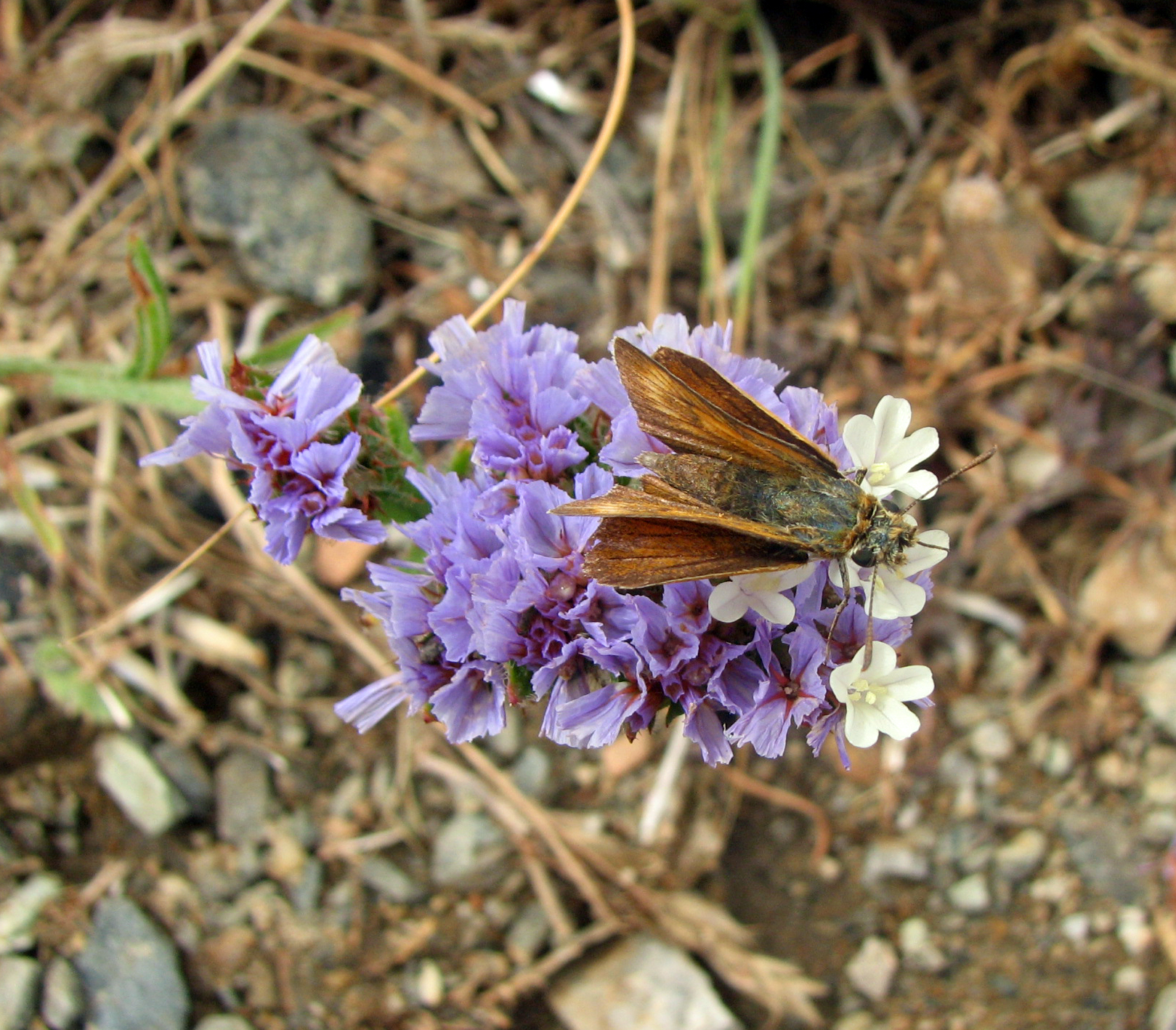 Geflügelter Strandflieder
