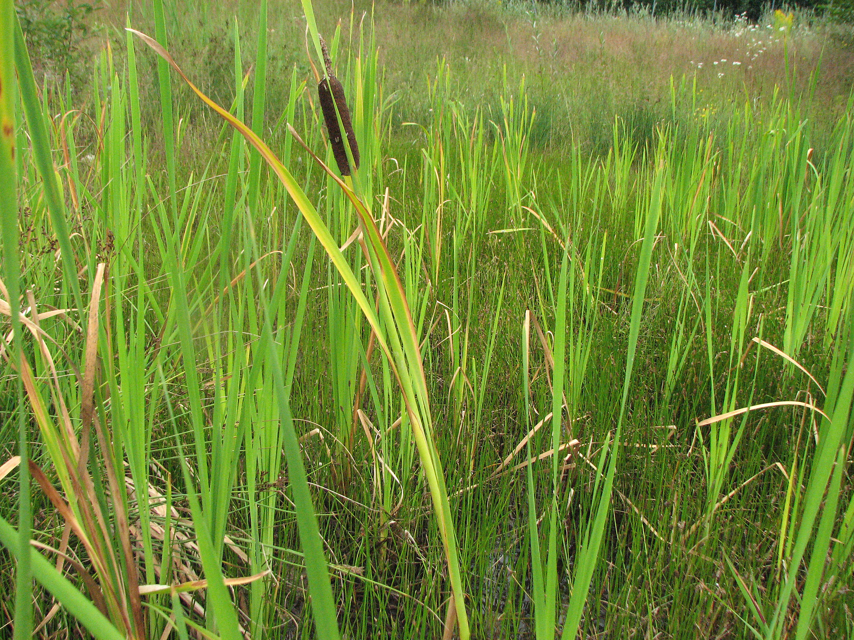 Naturschutz und Pflanzen 