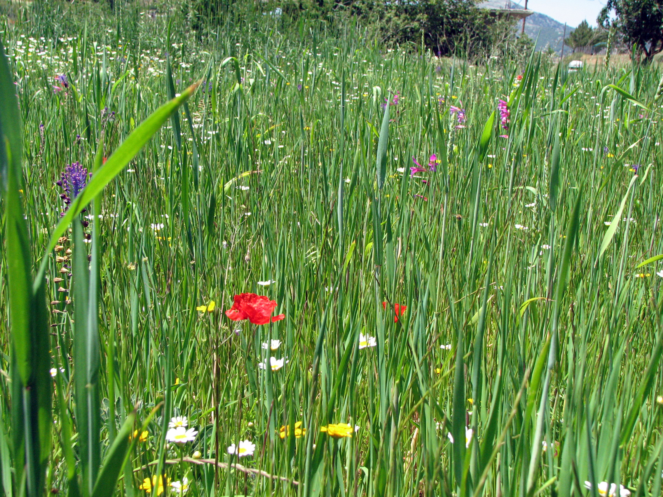 Schopfige Traubenhyazinthe