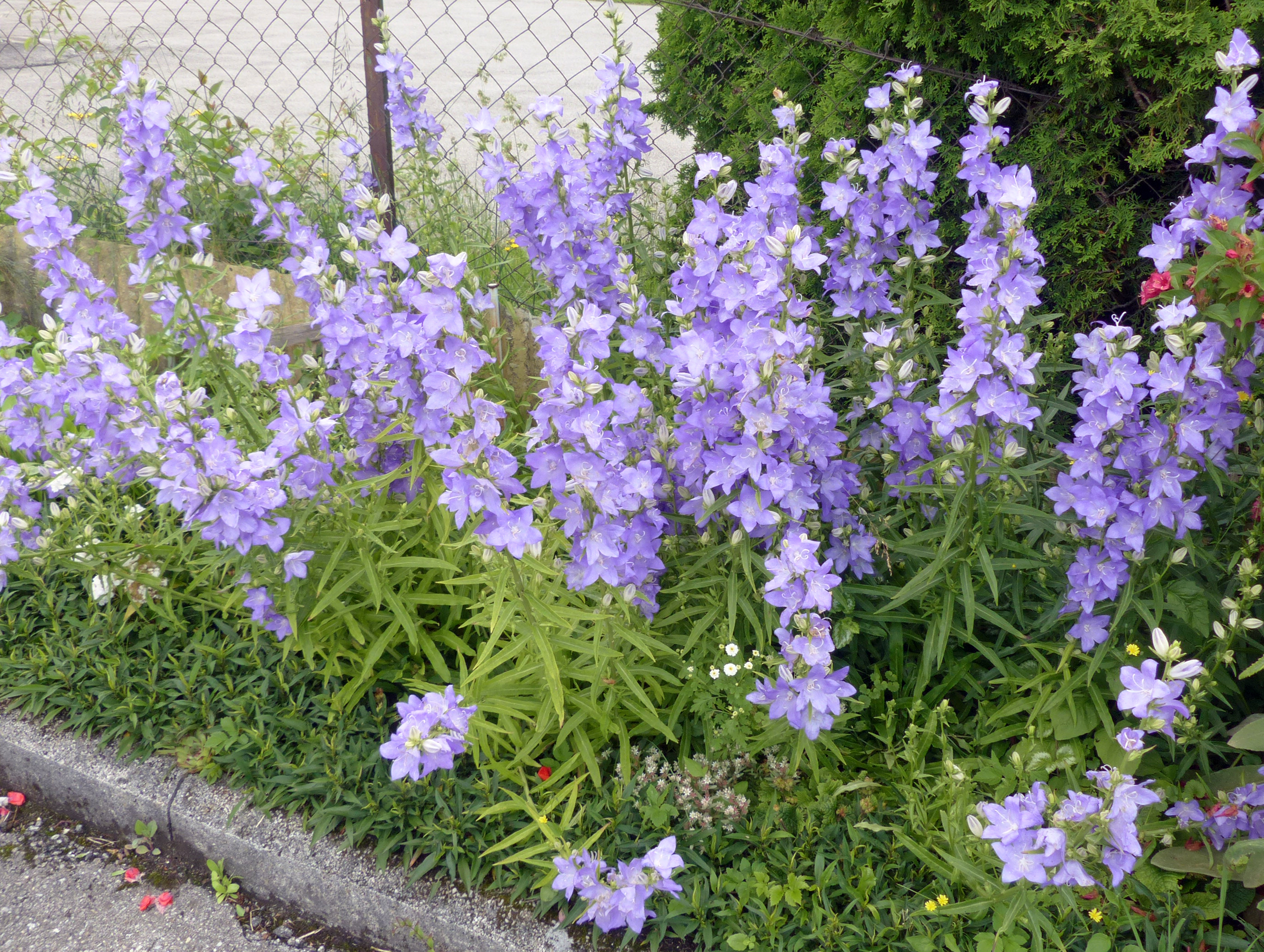 Pfirsichblättrige Glockenblume