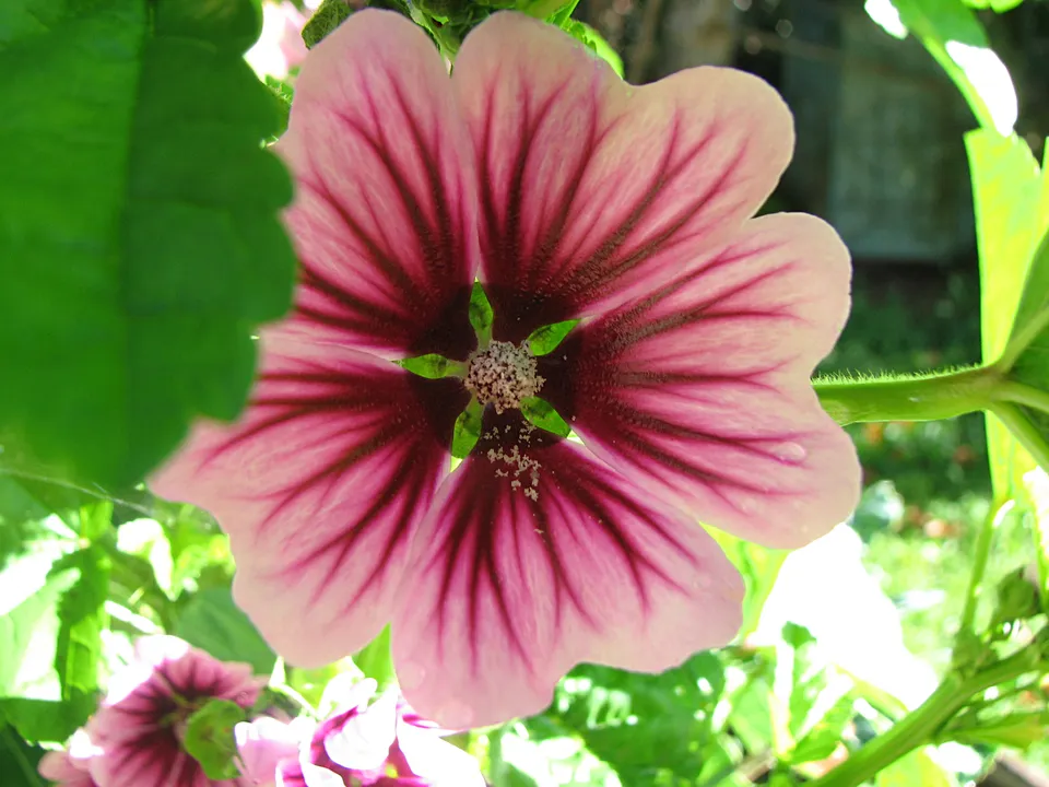 Wildpflanzen als Nahrung