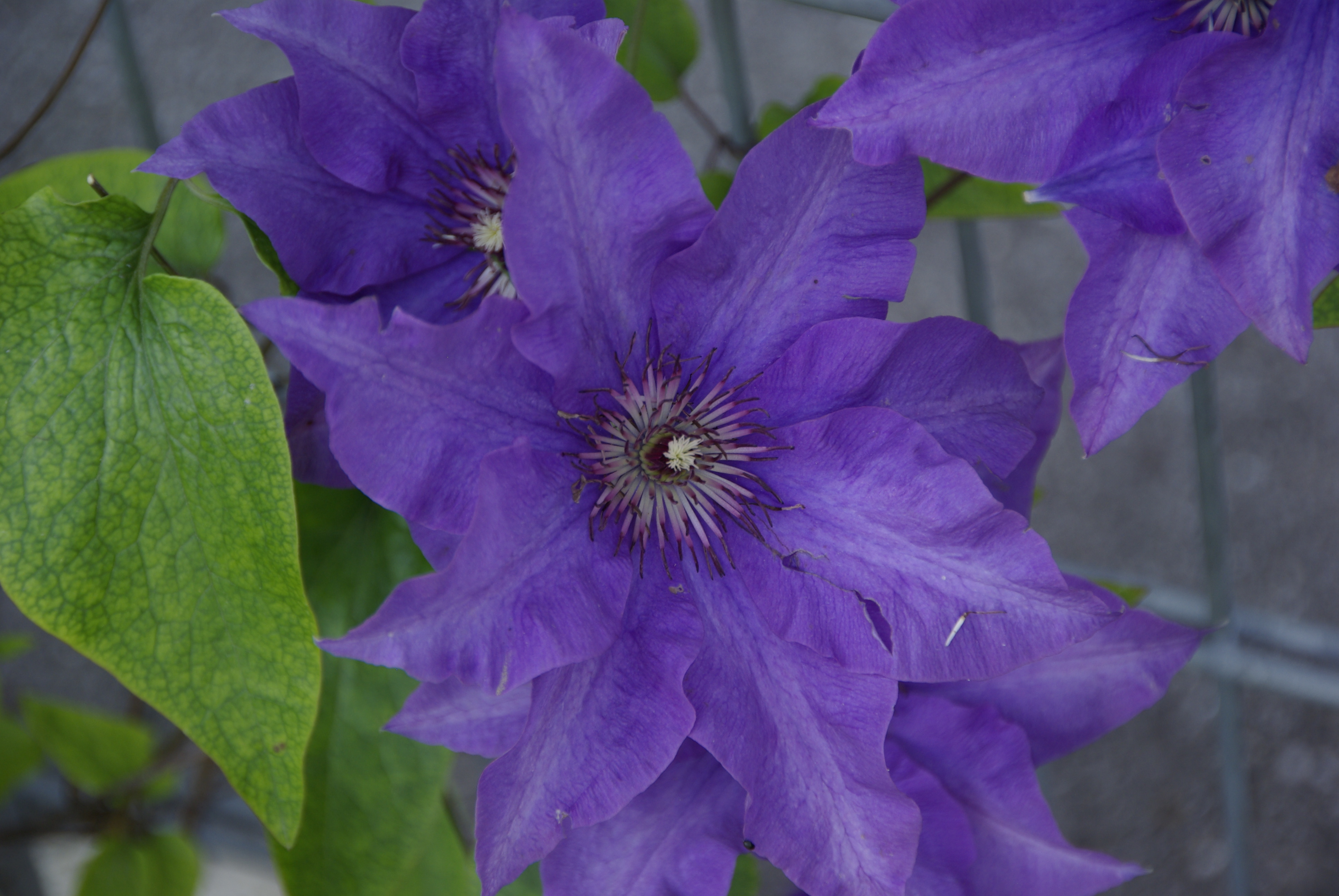 Clematis
