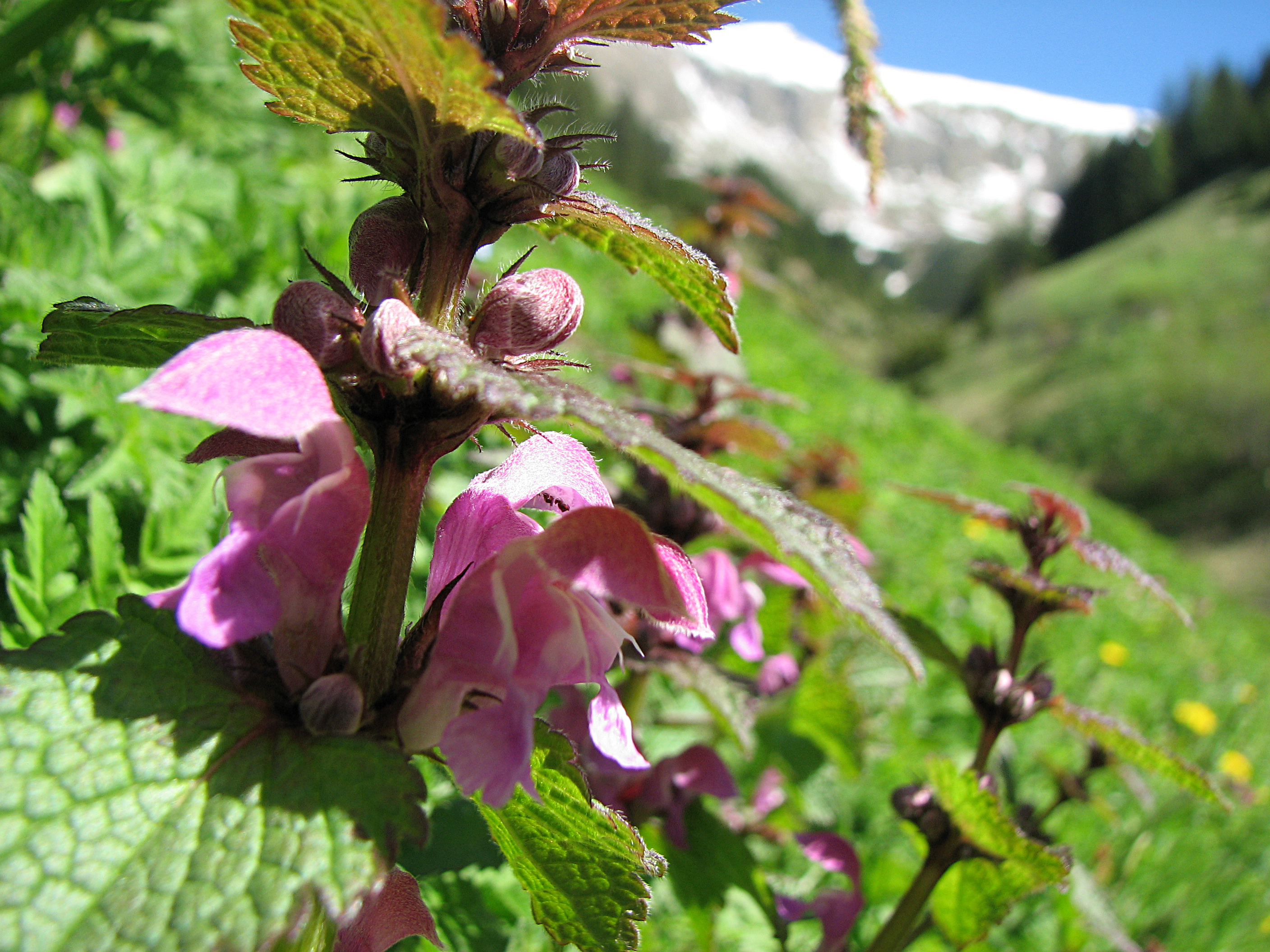 Gefleckte Taubnessel