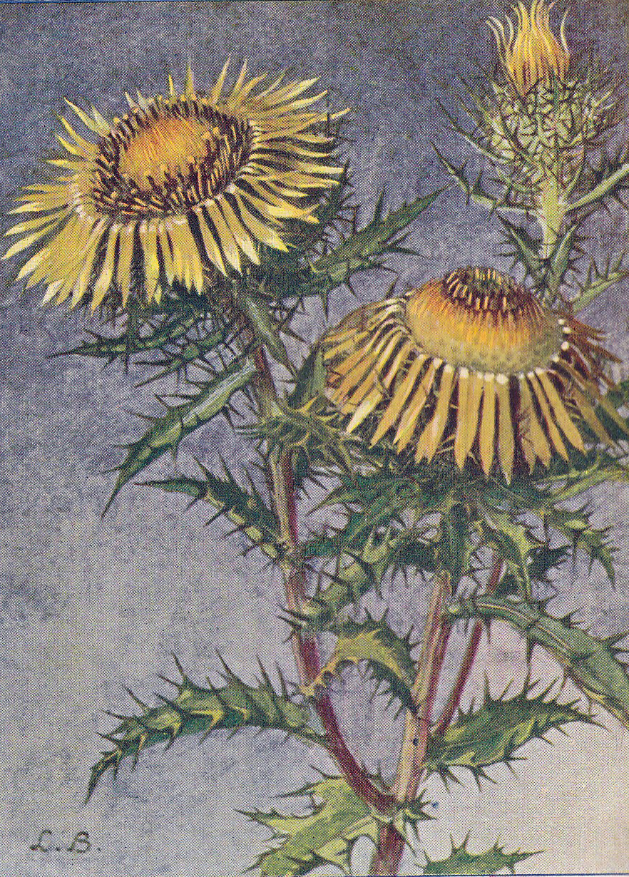 Golddistel