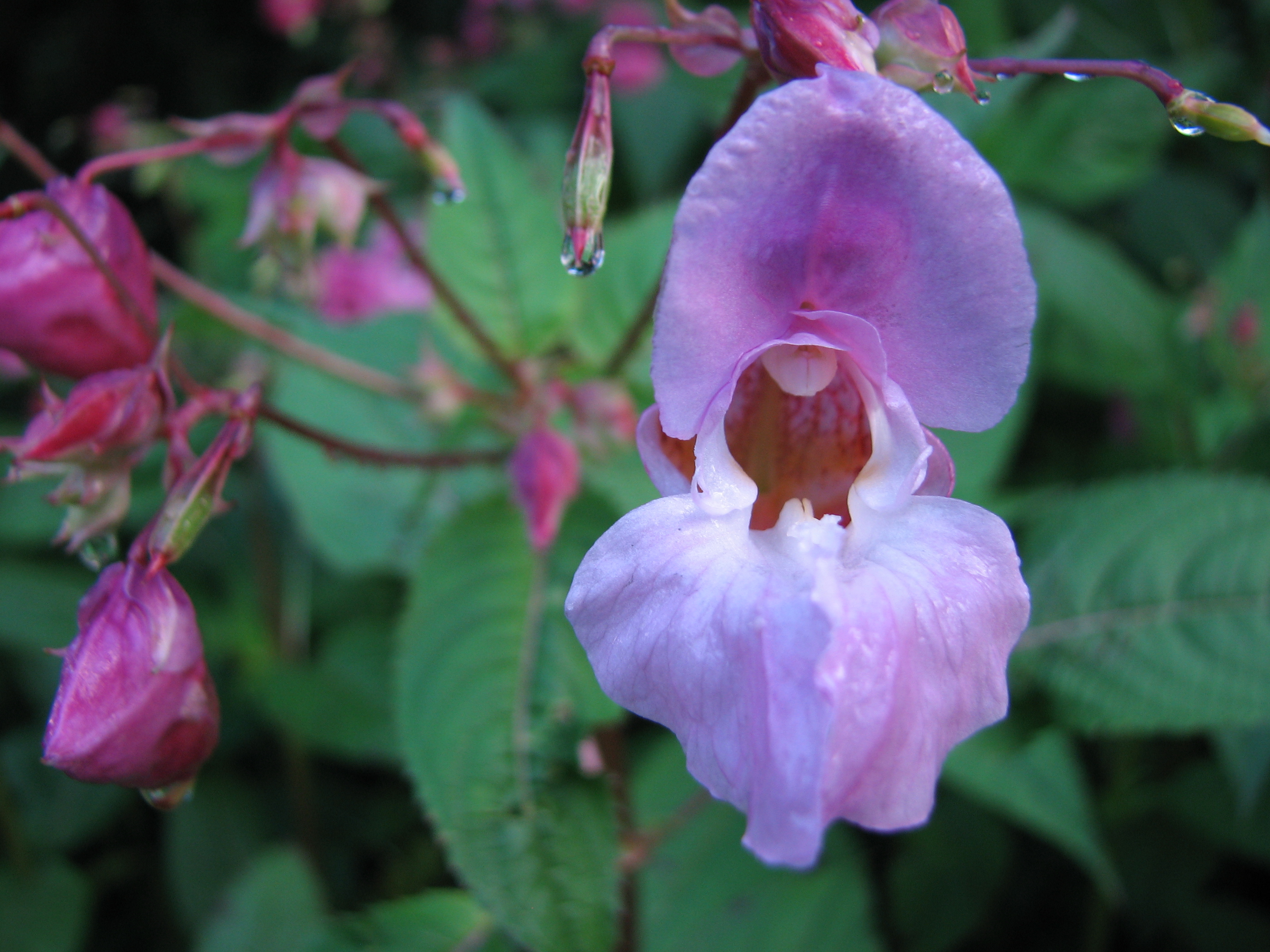 Drüsiges Springkraut