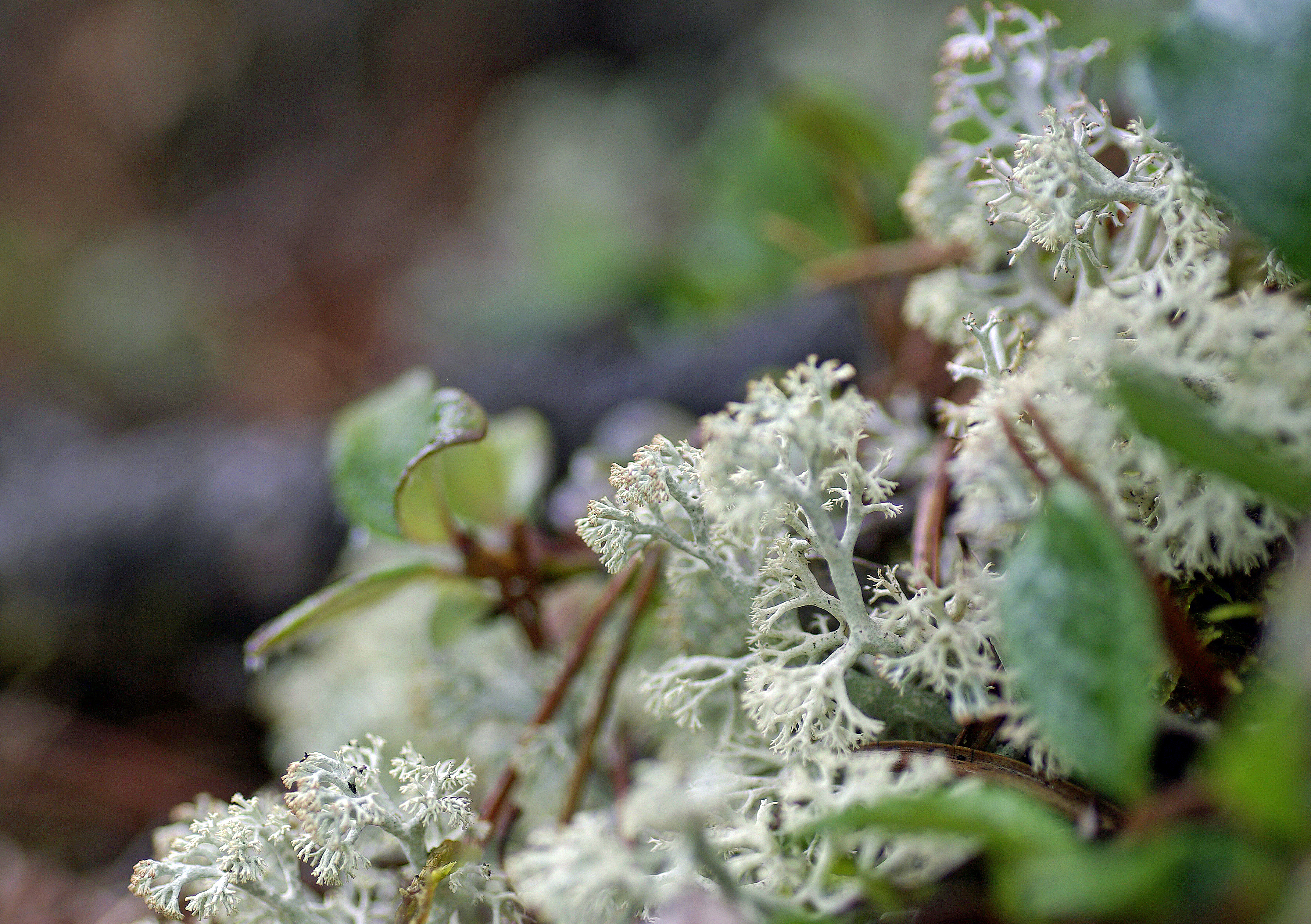 Echte Rentierflechte