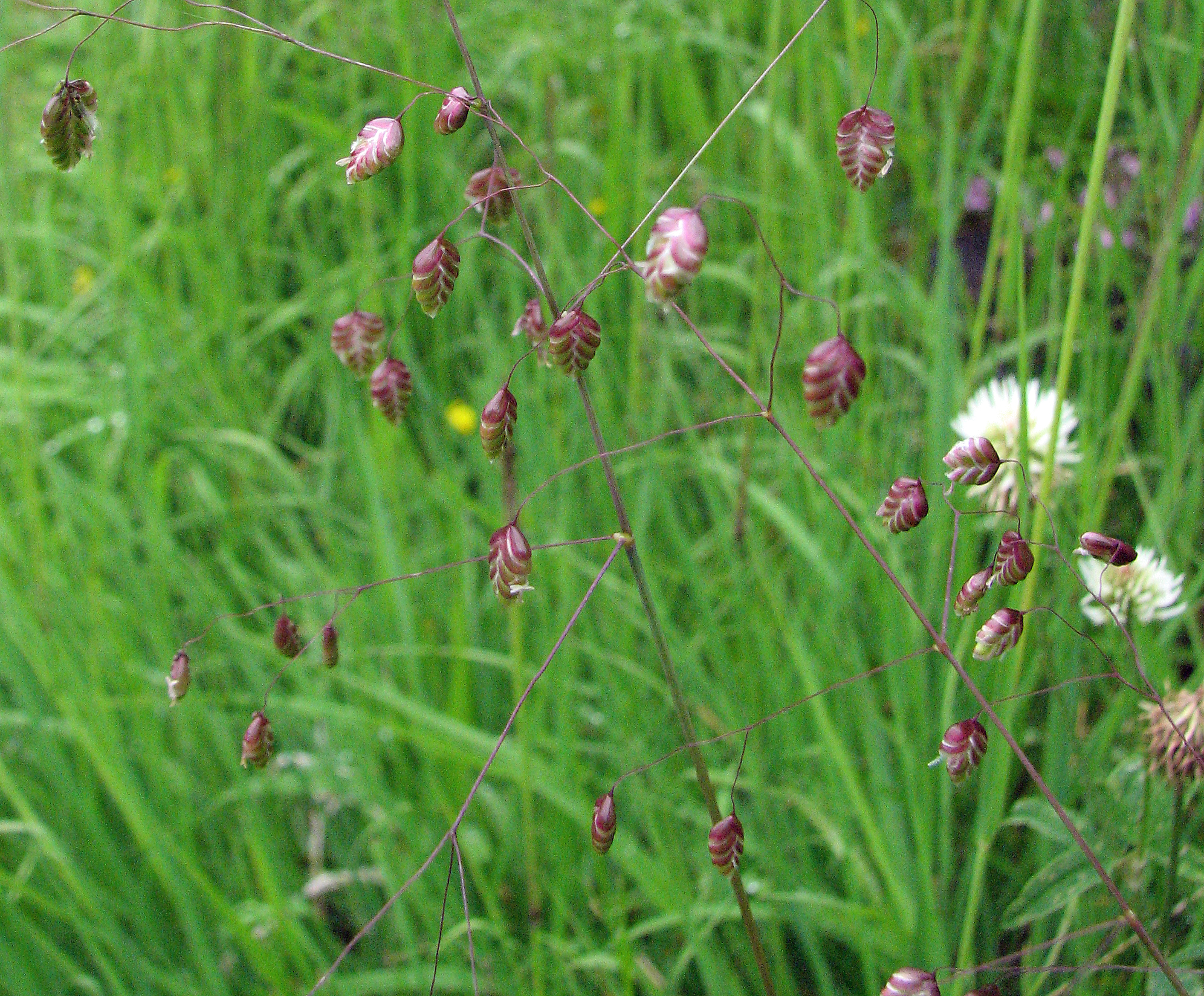 Gewöhnliches Zittergras