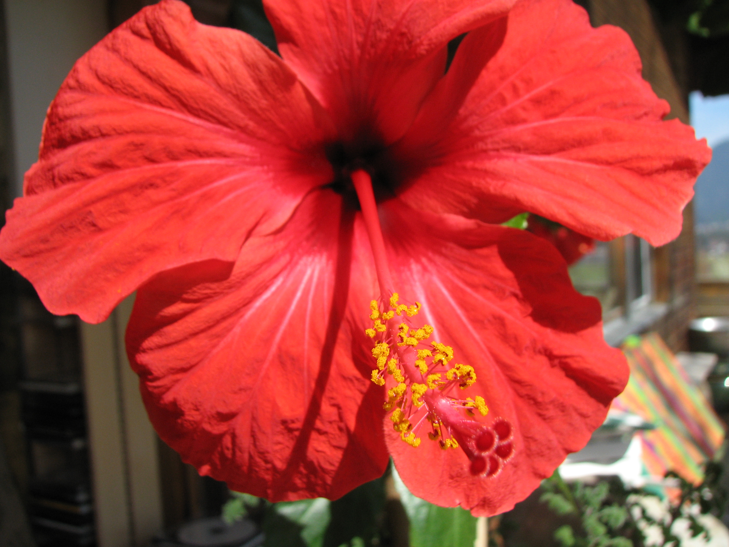 Hibiskus