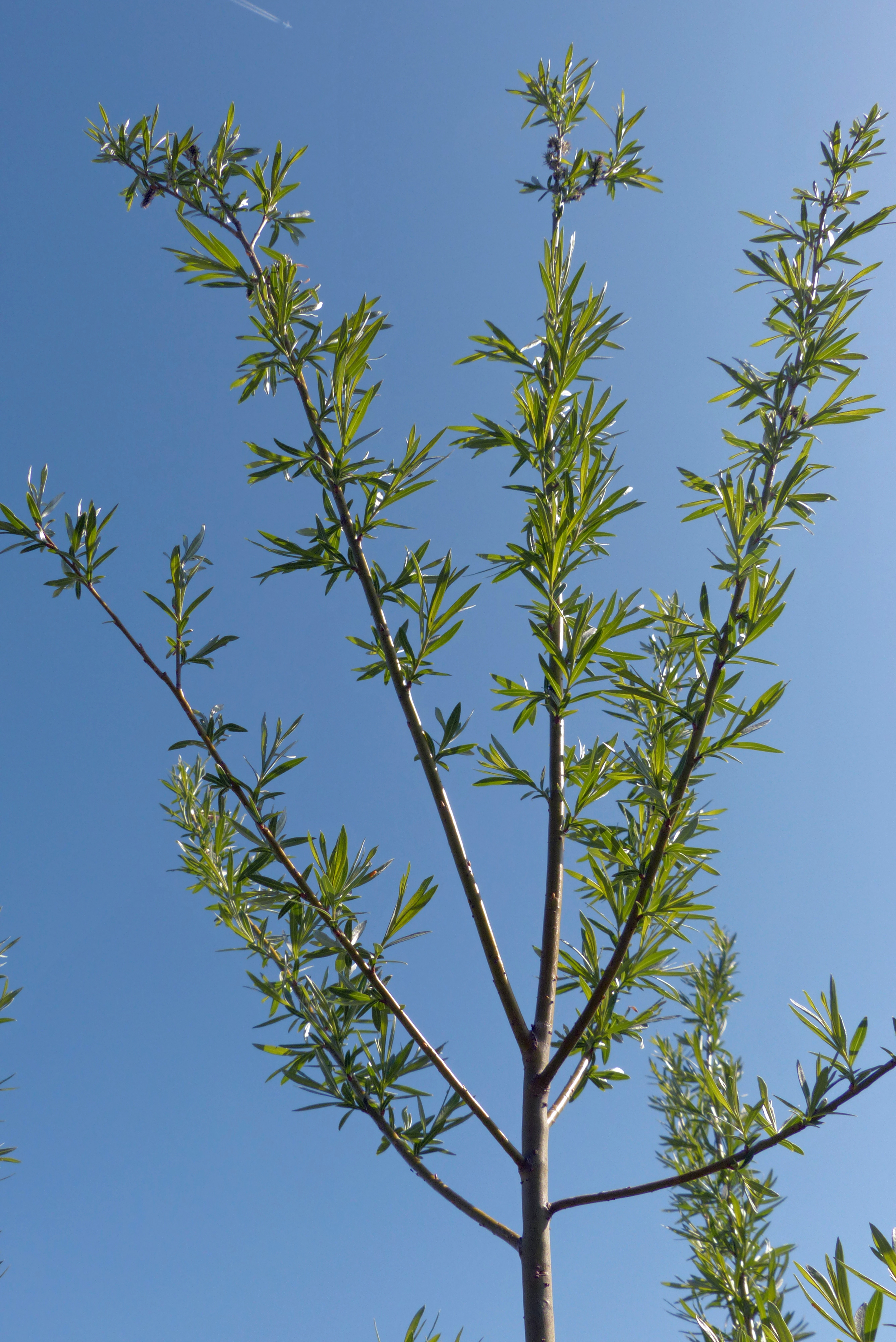 Weiden über Steckhölzer vermehren