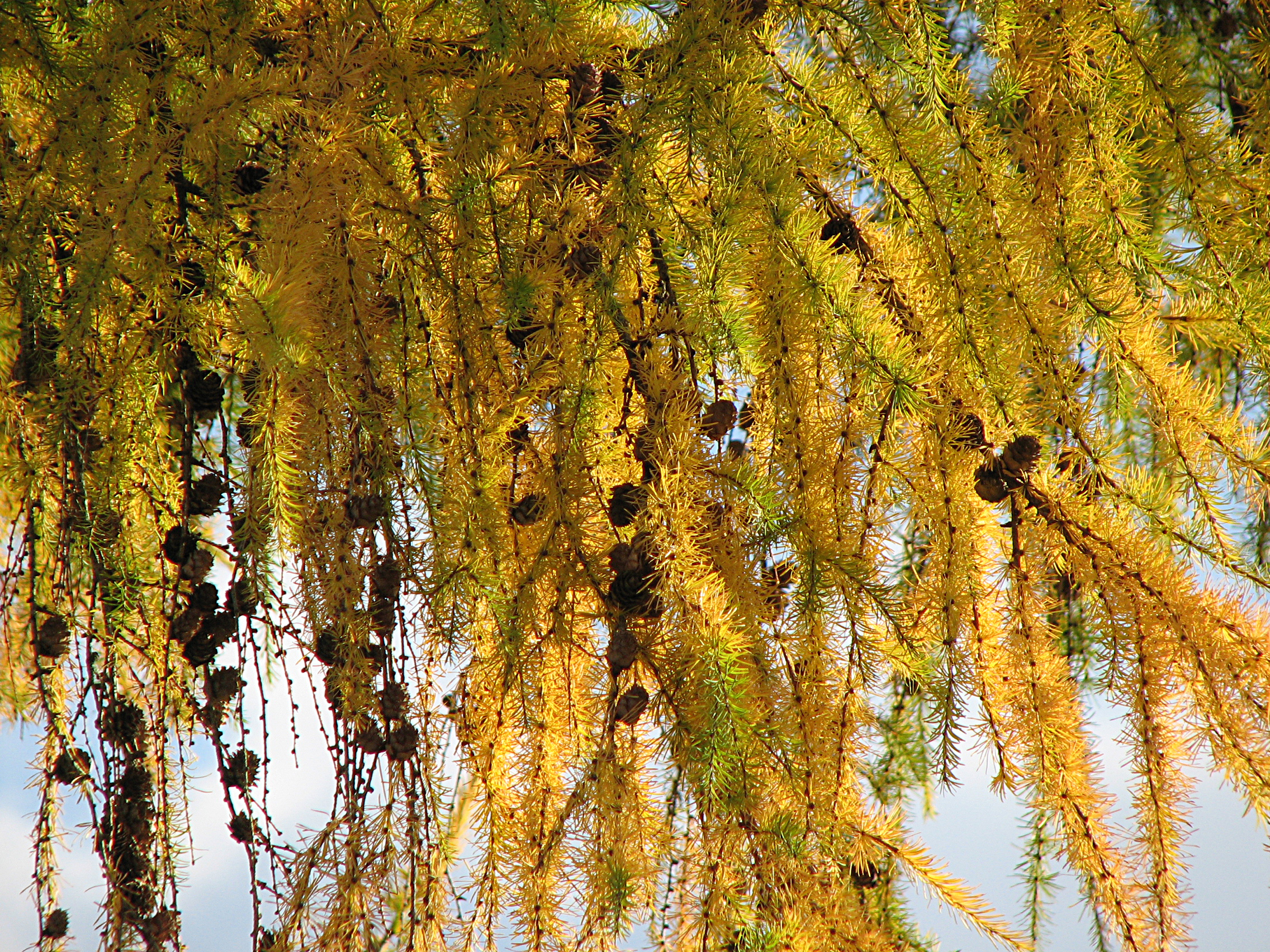 Europäische Lärche