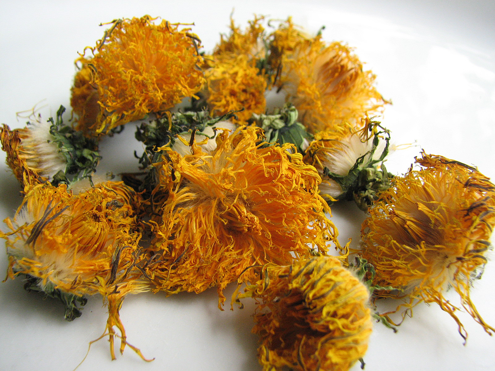 Gewöhnlicher Löwenzahn