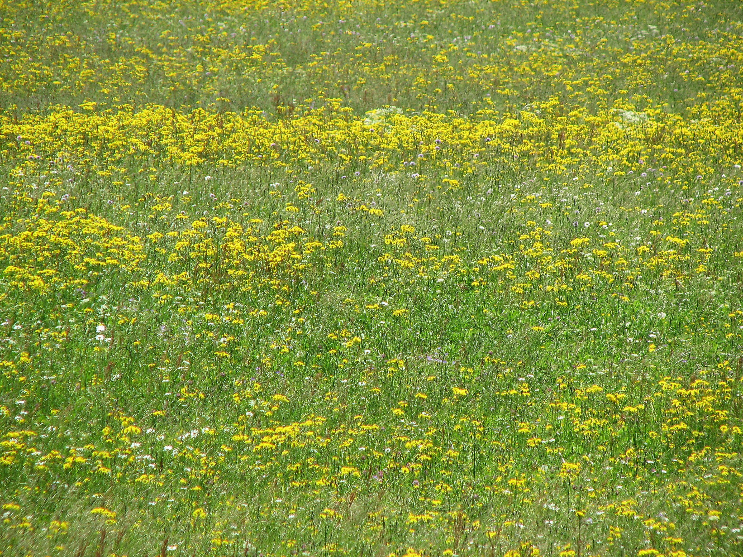 Wiesenpippau