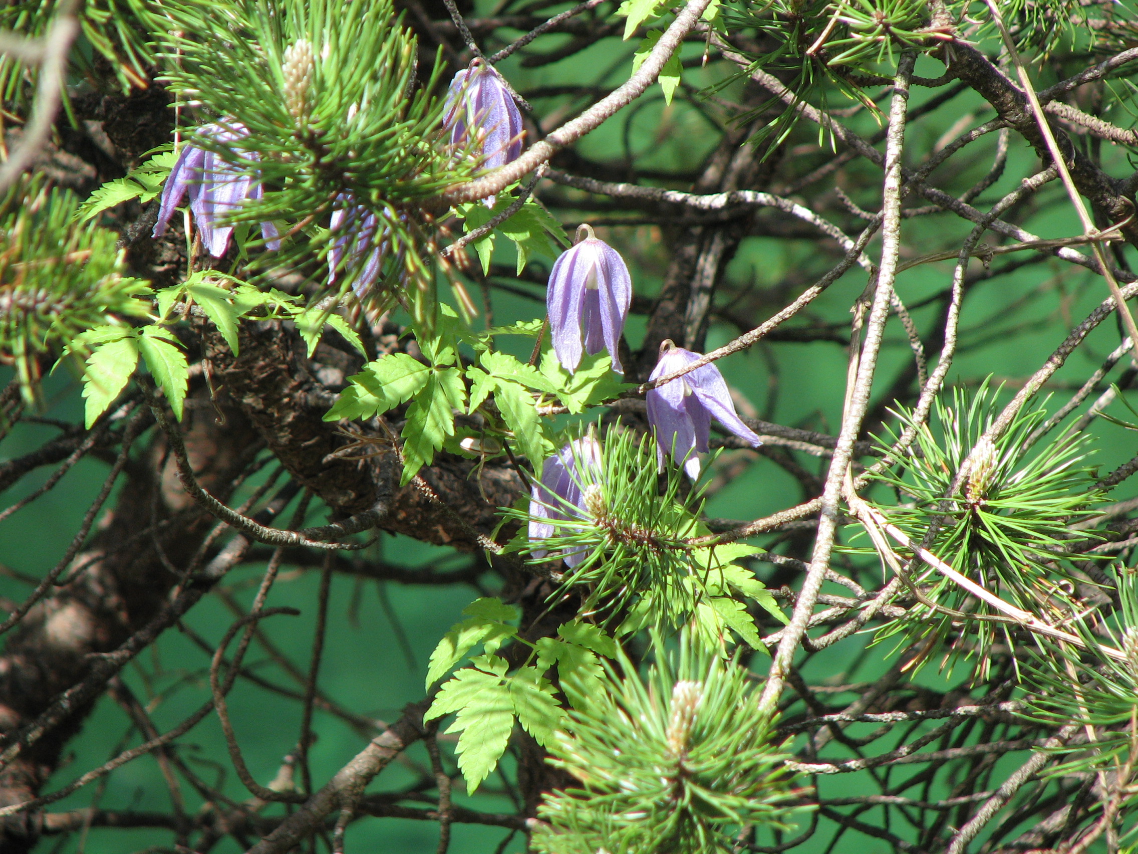 Clematis