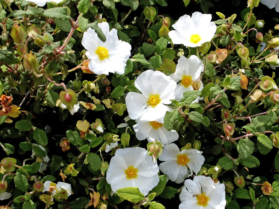 Salbeiblättrige Zistrose