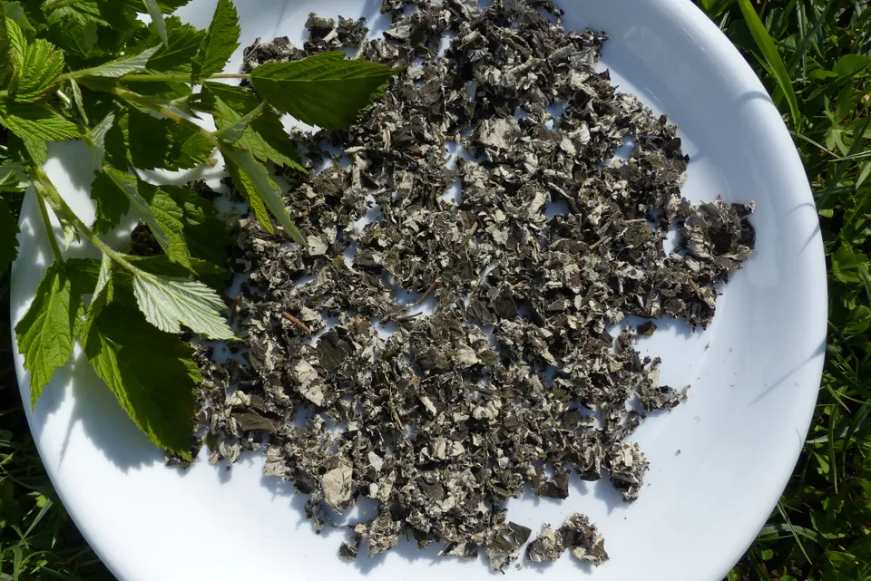 Fermentieren von Himbeerblättern und anderen