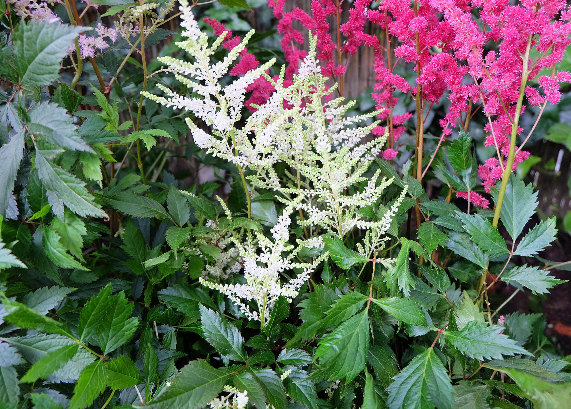 Astilbe