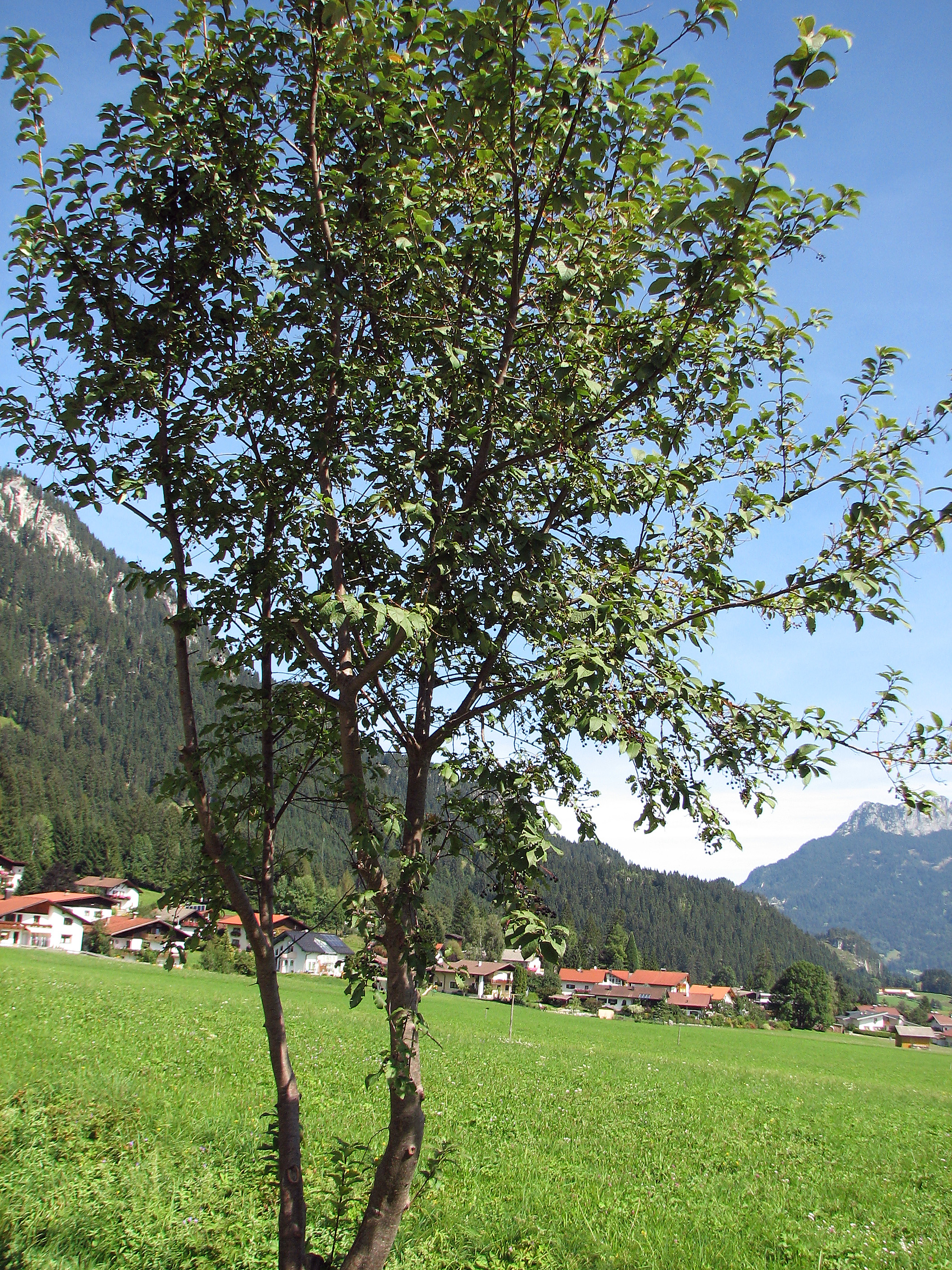 Spätblühende Traubenkirsche