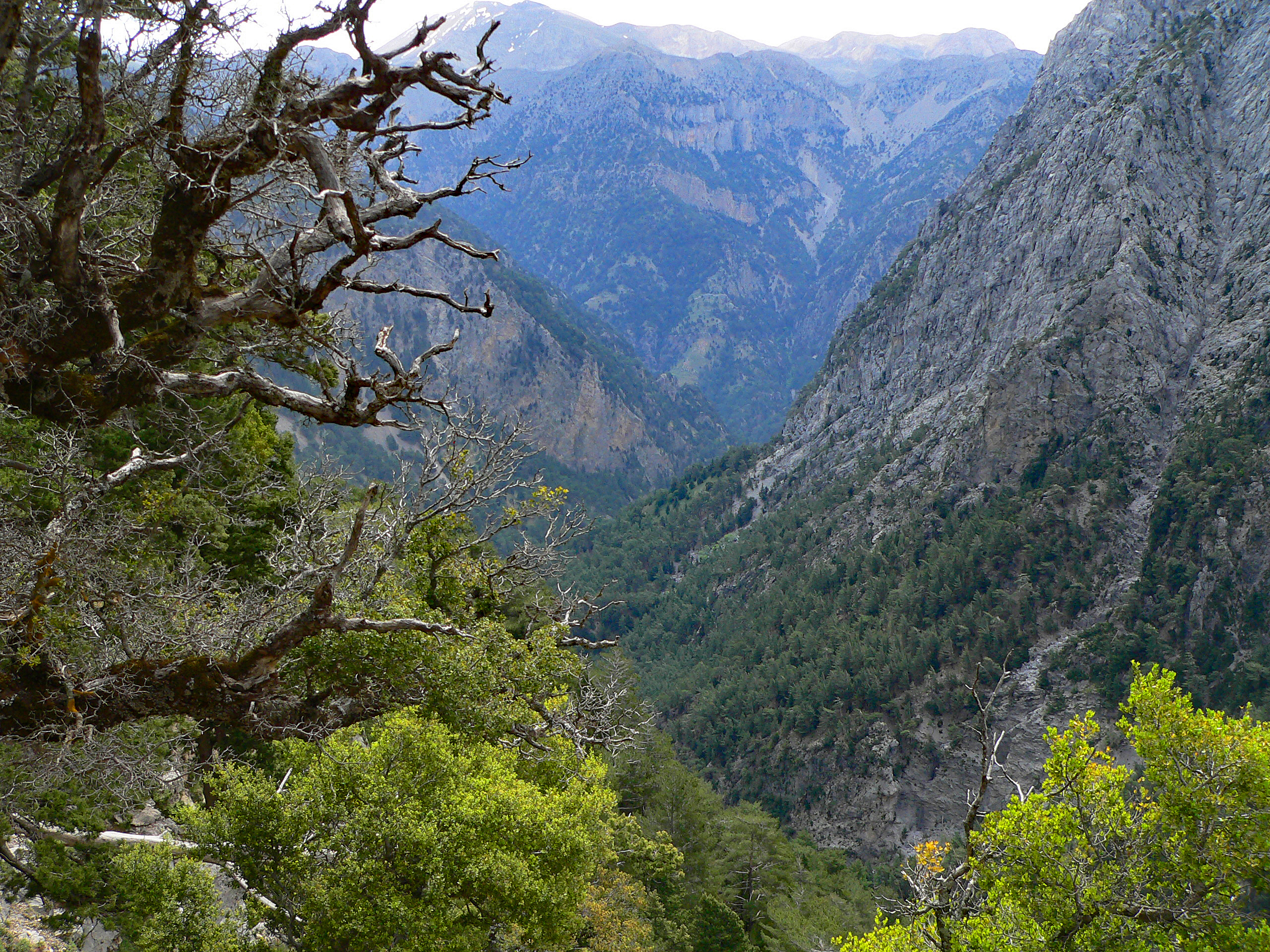 Pfannen-Pita aus Sfakia 
