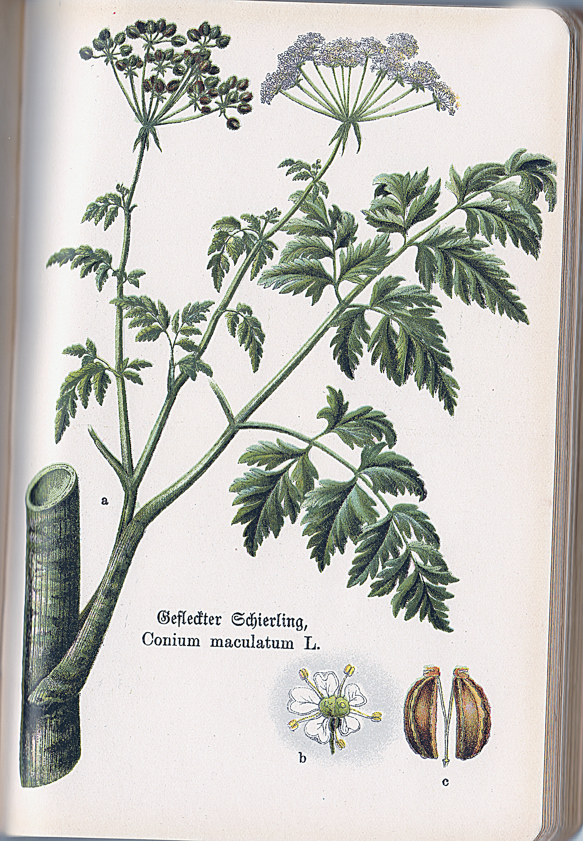 Gefleckter Schierling