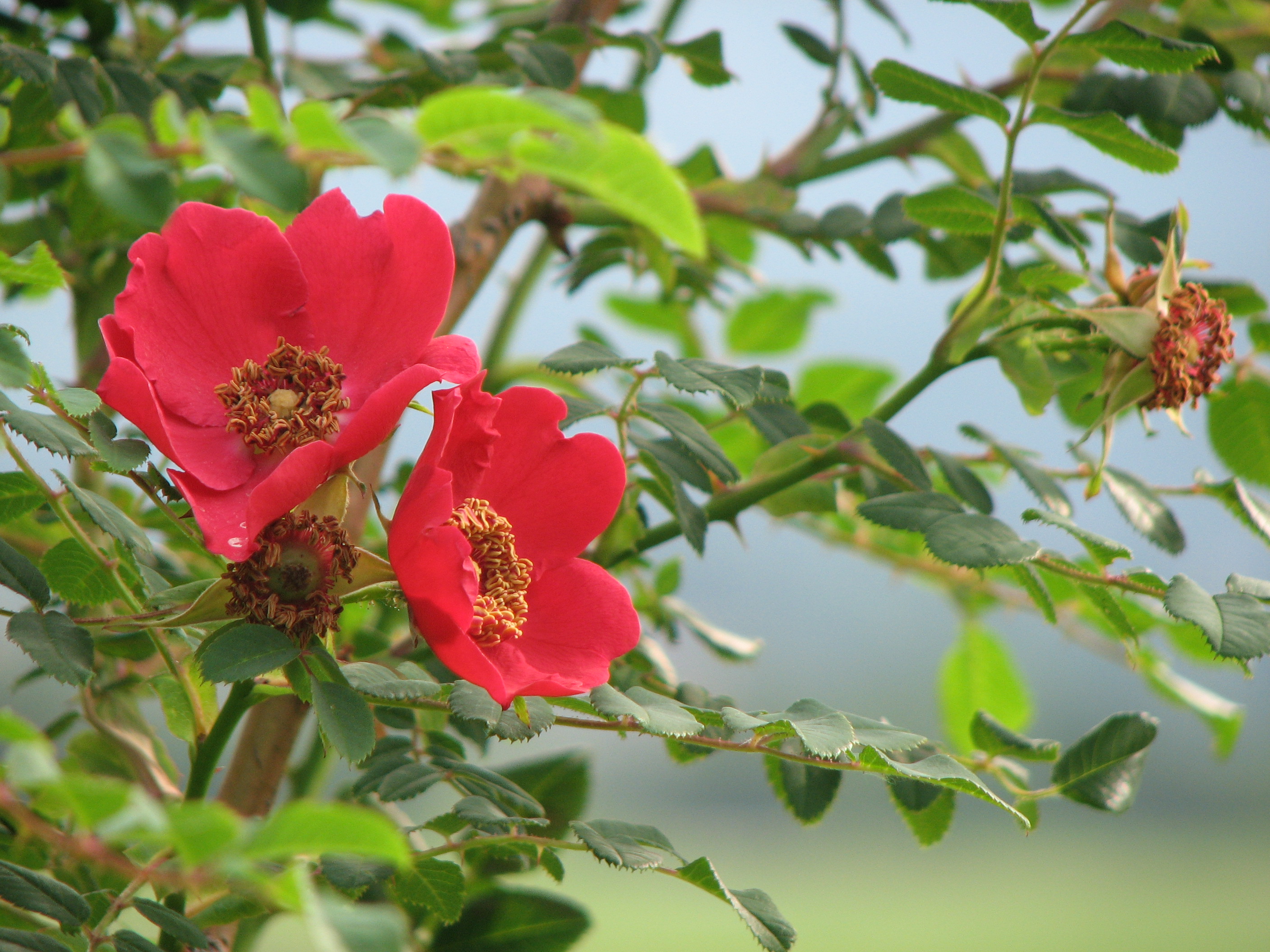 Mandarinrose-Wildrose