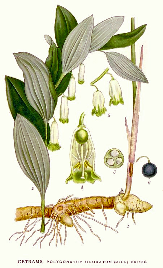 Echtes Salomonssiegel